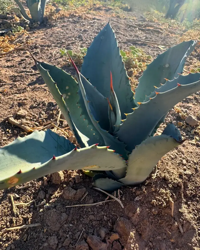 Agave Azul 