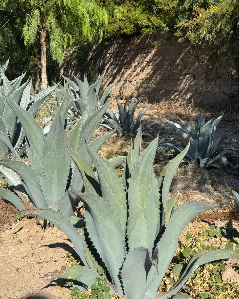 Agave Gris