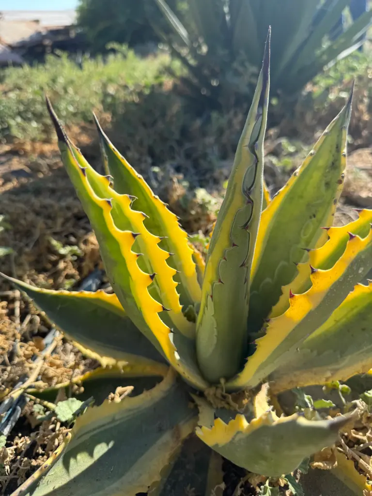 Agave Verde Amarrillo