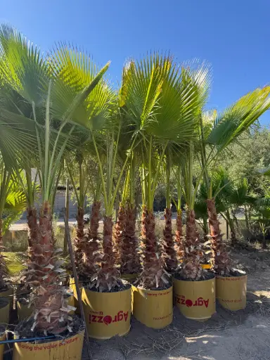 Palmera Washingtonia