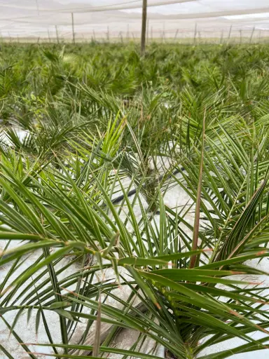 Palmera Phoenix