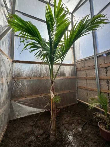 [207] Palmera Real