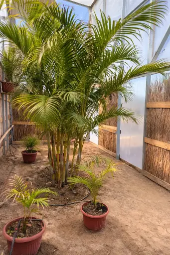Palmera Hawaiana