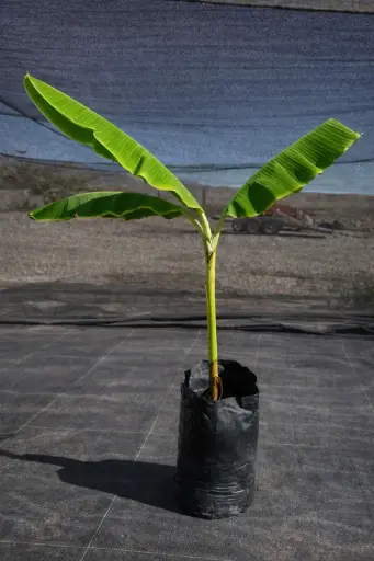[210] Plátano Tropical