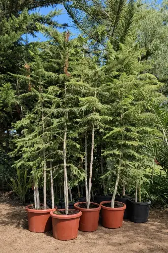 Araucaria
