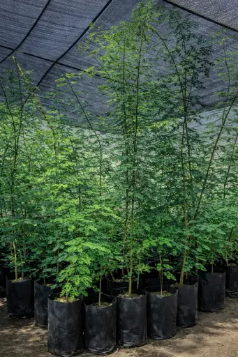 Acacia Cerco Vivo