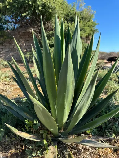 Agave Puntudo